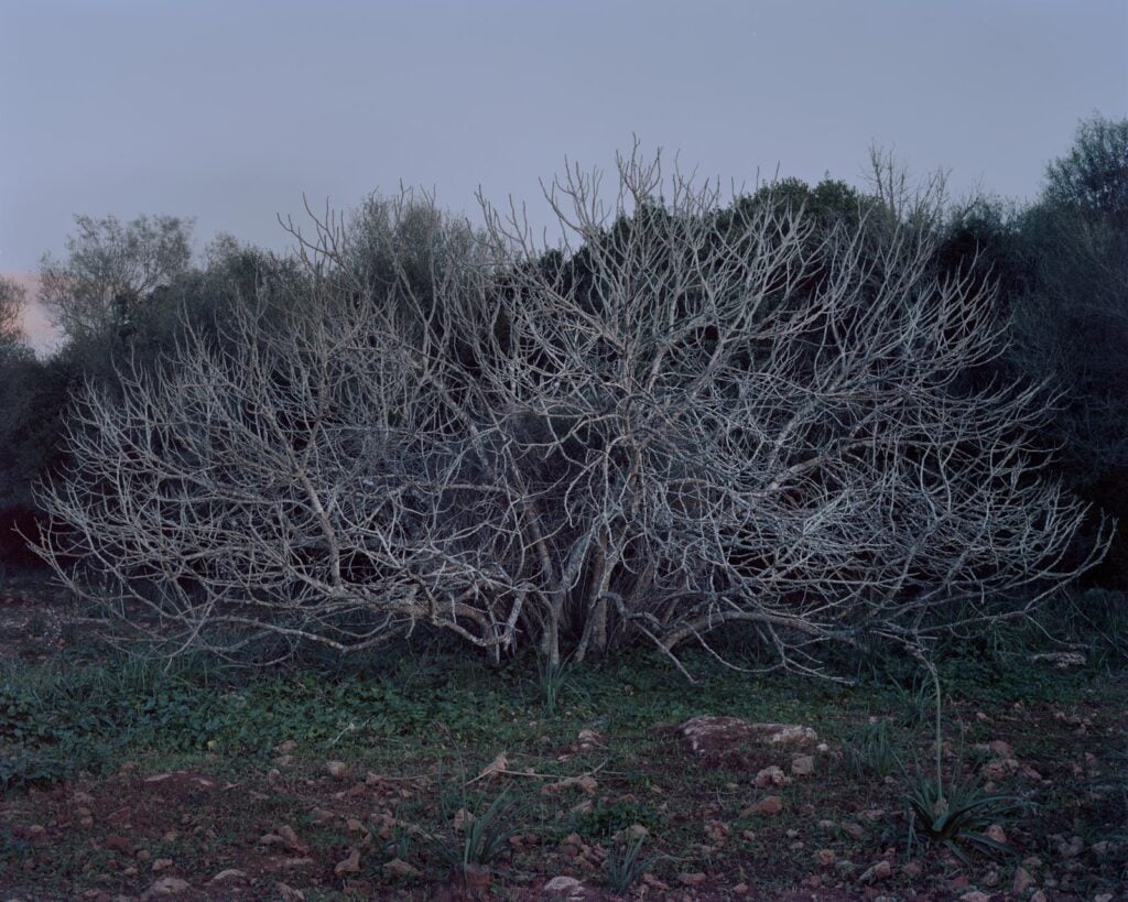 Lise Gaudaire